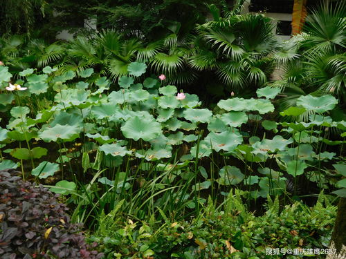 生菜生活小常识(生菜的十八种吃法)