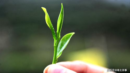 绿意生活小常识(绿色生活小常识)