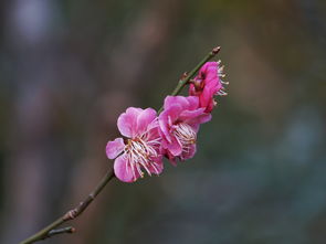 春暖花开生活小常识(春暖花开生活美好的句子)