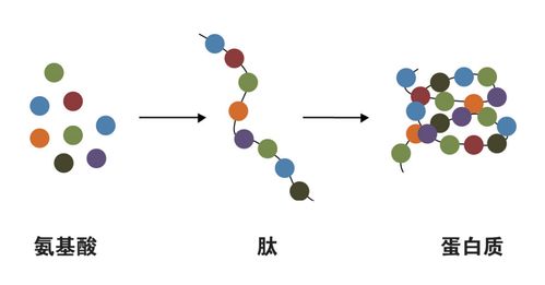 蛋白质的生活常识(蛋白质相关知识在日常生活中的应用)