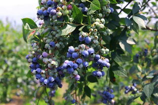 生活小常识蓝莓(蓝莓讲解)