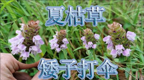 生活常识植物(生活里常见的植物名称及特点)