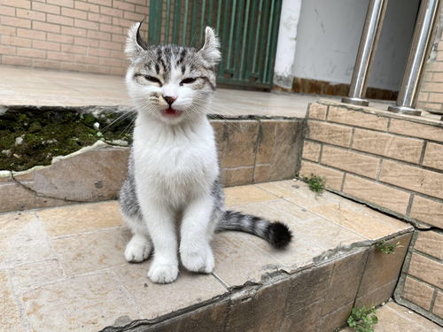 小猫咪生活常识(小猫咪的生活日常)