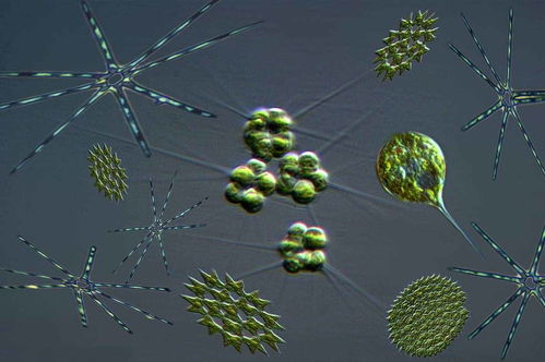 微生物有关的生活常识大全(微生物生活中)