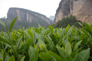 岩茶生活常识大全图片(岩茶讲究的四大要诀)