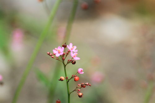 沐浴花生活小常识(沐浴花是干什么的)