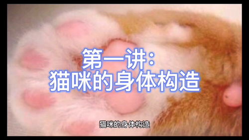 养猫须知生活常识(养猫需要注意什么?有什么技巧?)