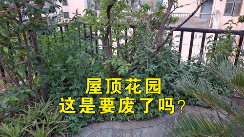 生活小常识门前种树(门前种树对风水影响最严重)