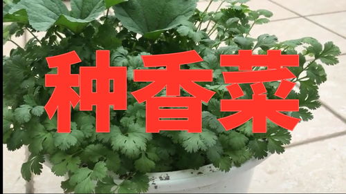 种植算生活常识吗(种植业的生活物品)