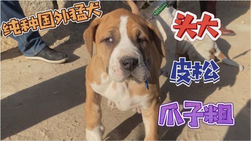 猛犬生活小常识(猛犬的种类)