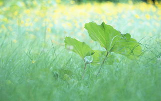 夏至生活小常识(夏至如何养生这些生活食禁忌要避免紫一商城)