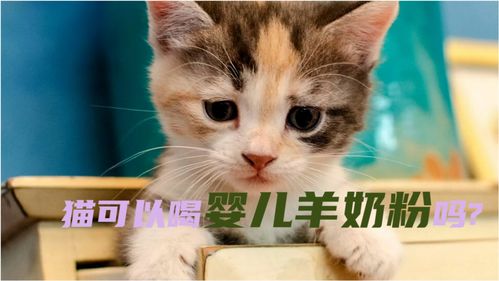 小猫生活常识(小猫咪的生活方式)