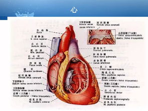 人体解剖生活常识(人体解剖生理基础知识)